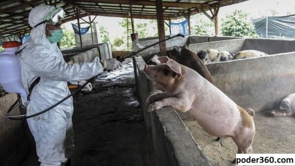 Amerika Selatan Terus Memantau Wabah Flu Babi di Haiti