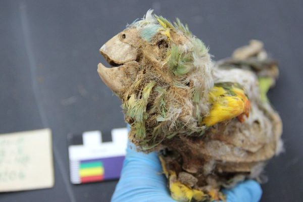 Arkeolog Menemukan Mumi Burung Beo di Amerika Selatan